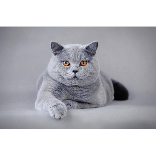 Кошка Британской Породы Фото Прямоухие