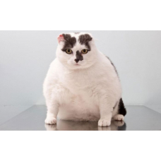 Лишний вес у кошки: как быть?