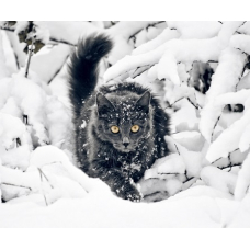 Зима и кошки: противостояние?