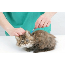 Какие прививки нужны кошке 