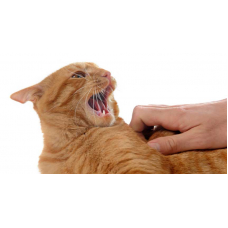 Как отучить кошку кусаться