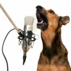 Как обучить собаку команде голос