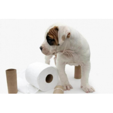 Как приучить собаку к туалету