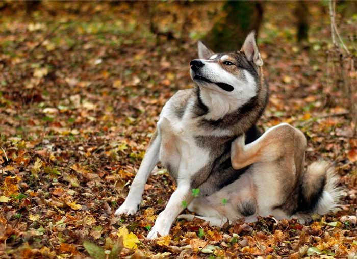 Собаку укусил клещ