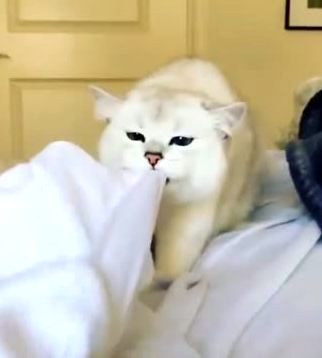 Кот играет в одеяле